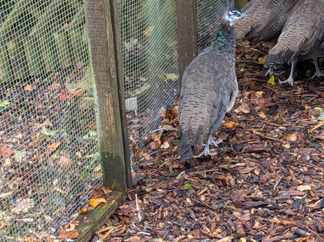 3x peahen 1x peacock