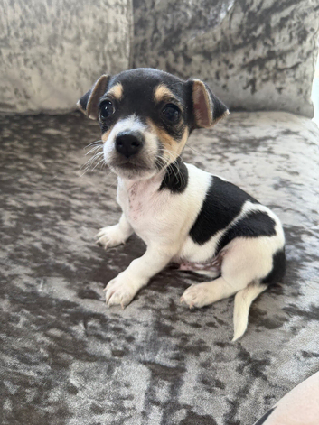 Smooth coated Jack Russell puppies