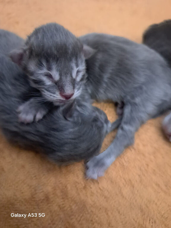 Gccf registered Maine coons Silver Blue