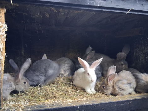 Flemish baby rabbits