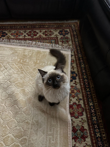 22 Month old Pure Ragdoll Cat!