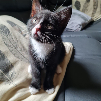 Female Kitten