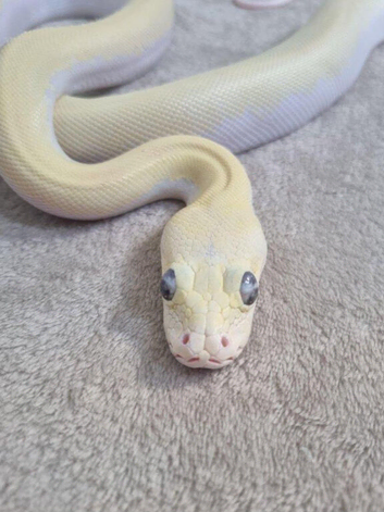 Blue Eyed Ivory Male Burmese Python