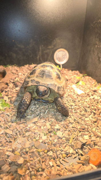 Horse field tortoise