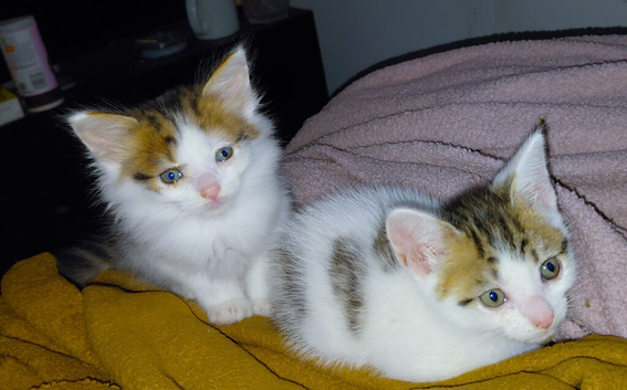 beautiful babies for sale