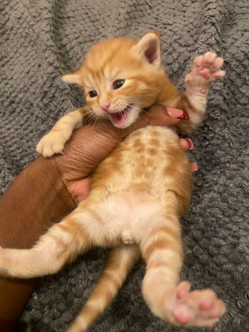 adorable kittens for sale (to good homes)