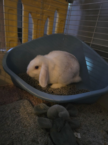 2 mini lop girls with enclosure