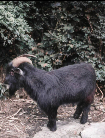 Urgent! Looking for a temporary location for Nigerian dwarf billy