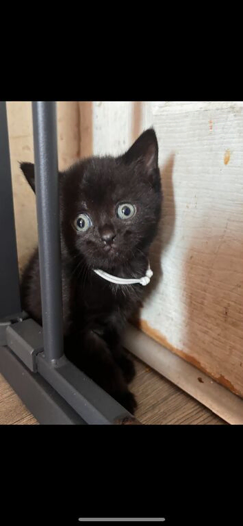 Kittens