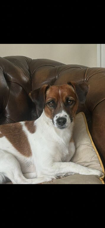 Pure Jack Russell dog pup
