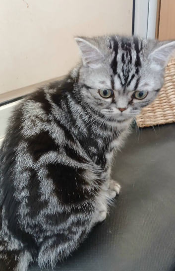 Bsh.Silver Tabby.