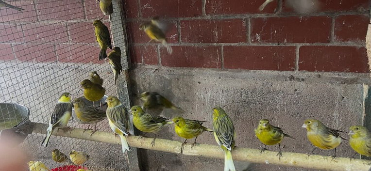 Canaries for sale