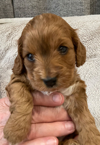 Rare smaller Asian poodle cross deep red puppies