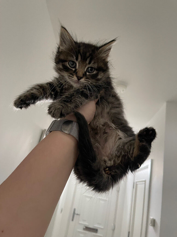 Male Kitten