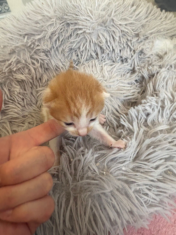 Super sweet kitten