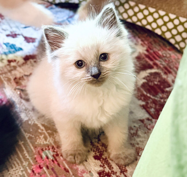 Beautiful Purebred Ragdoll Kittens &ndash; Blue Point & Mitted, Ready 23rd June