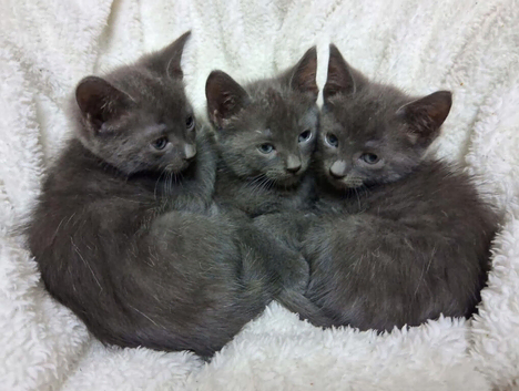 Russion blue kittens 3 remaining