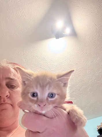 5 ginger boys looking for a new home