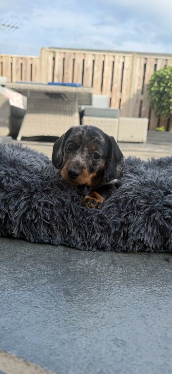 Beautiful Miniature Dachshund Pups