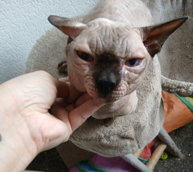 RARE ! Blue eyed Short legged Sphynx ( Bambino )