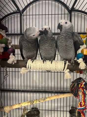 Baby congo african greys