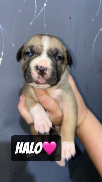 *** PRESA CANARIO X AMERICAN BULLDOG***