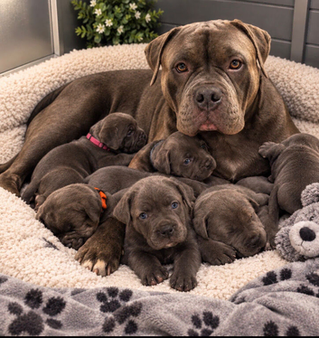 Pocket bully x cane corso