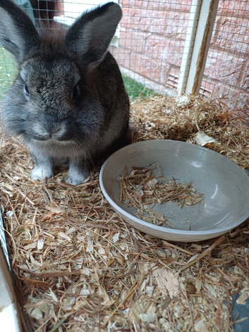 Netherland dwarf X lion head lop.