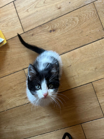 Ragdoll x tabby&rsquo;s