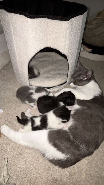Kittens