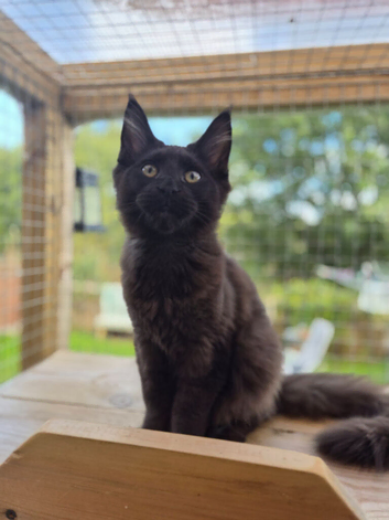 Tica registered mainecoons
