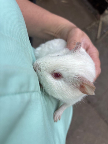 Baby guinea pigs
