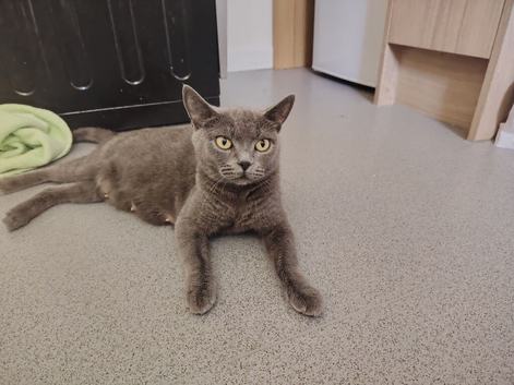 British Blue Short-haired KITTENS