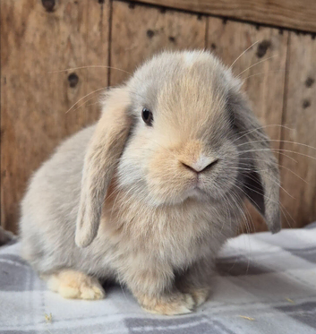 Mini lop babys ready now 2 girls left