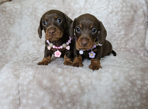Beautiful smooth mini dachshunds