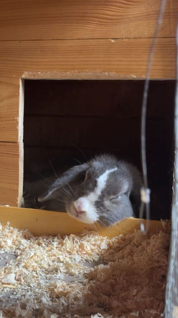 Female mini lop