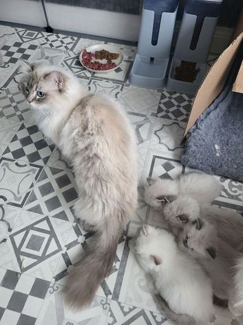 GCCF blue and lilac point and mitted ragdoll boys