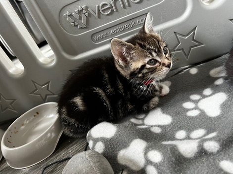 Bengal x domestic kittens