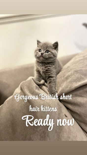 Gorgeous British short hairs