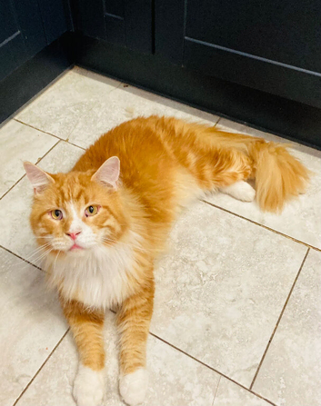 Maine coon