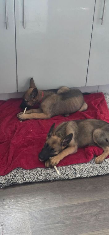 10 weekk old last 2