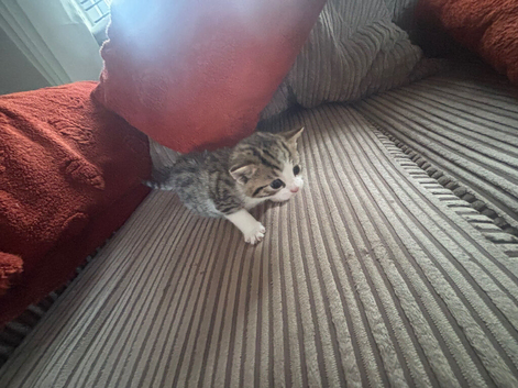 Bengal tabby kitten - girl