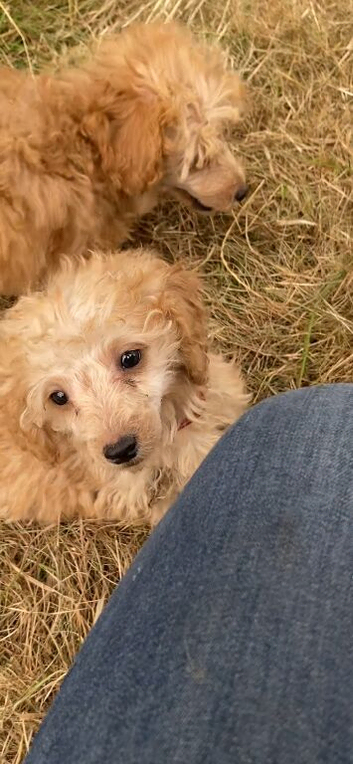 Toy poodle x miniature poodle