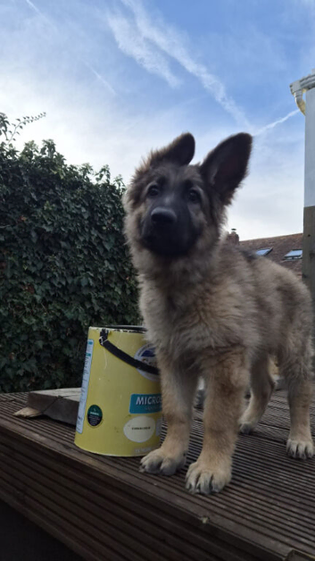 Last little lady ready for her forever home