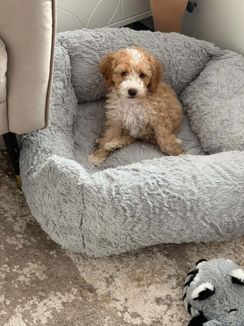9 weeks boy