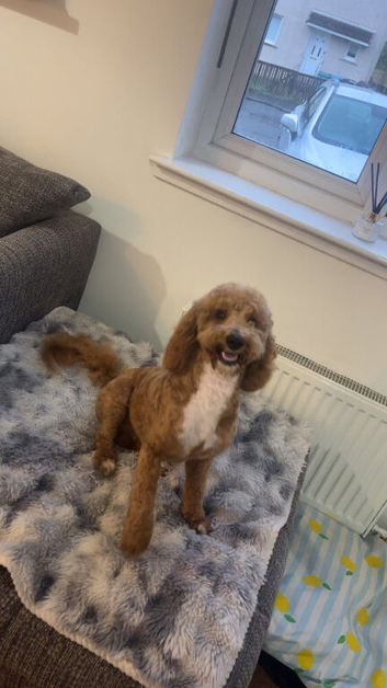 8 month old cavapoo male for sale