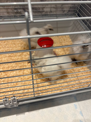 3silkie chicks