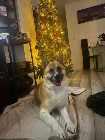 Rehoming 3 year old Akita