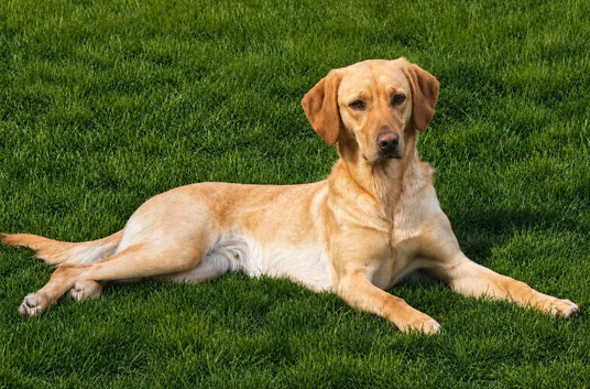 Litter expected 28th June.