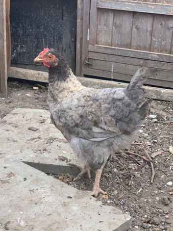For Sale: 3-Month-Old Young Hens / Pullets (Not Yet Laying)